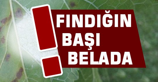 FINDIĞIN BAŞI BELADA