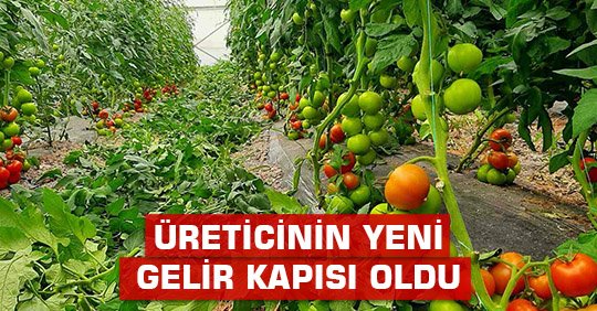 Üreticinin yeni gelir kapısı oldu