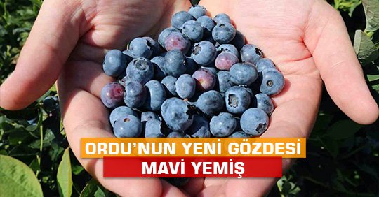 ORDU’NUN YENİ GÖZDESİ MAVİ YEMİŞ