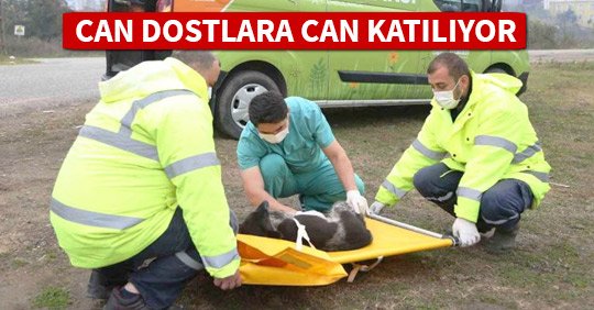 HAYVAN AMBULANSI CAN DOSTLARA CAN KATTI