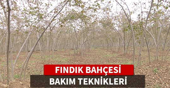 FINDIK BAHÇESİ BAKIM TEKNİKLERİ