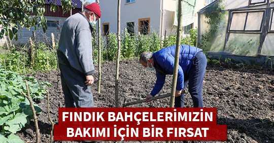 Fındık Bahçelerimizin Bakımı İçin Bir Fırsat