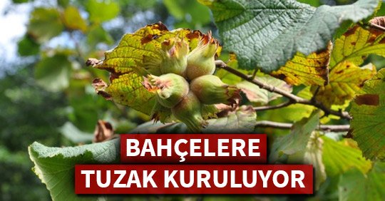 BAHÇELERE TUZAK KURULUYOR