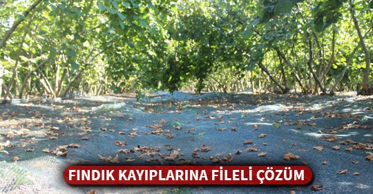FINDIK KAYIPLARINA FİLELİ ÇÖZÜM
