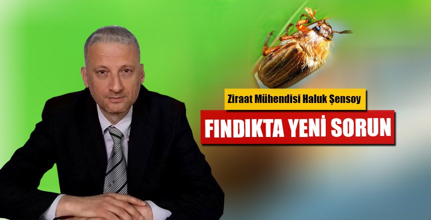 FINDIKTA YENİ SORUN