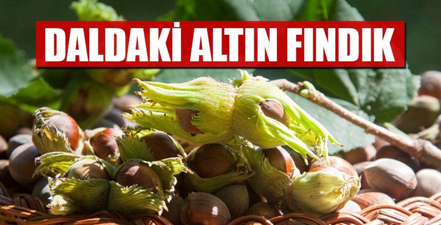 DALDAKİ ALTIN FINDIK