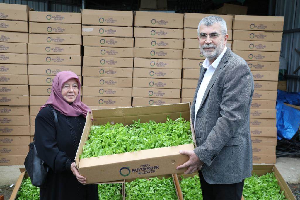 350 BİN MARUL FİDESİ ÜRETİCİLERE DAĞITILDI