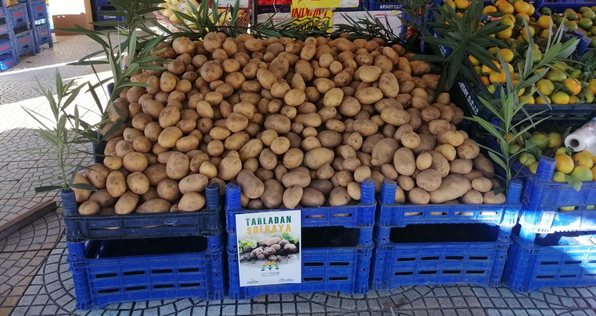 ORTAR ARACILIĞIYLA İYİ TARIM PATATESLERİ DAHA UYGUNA SATILACAK