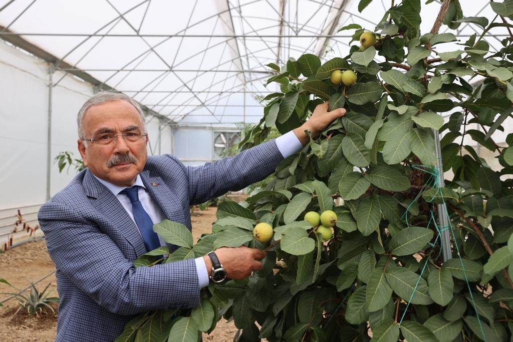 ORDU’DA YENİ TREND: TROPİKAL MEYVE YETİŞTİRİCİLİĞİ