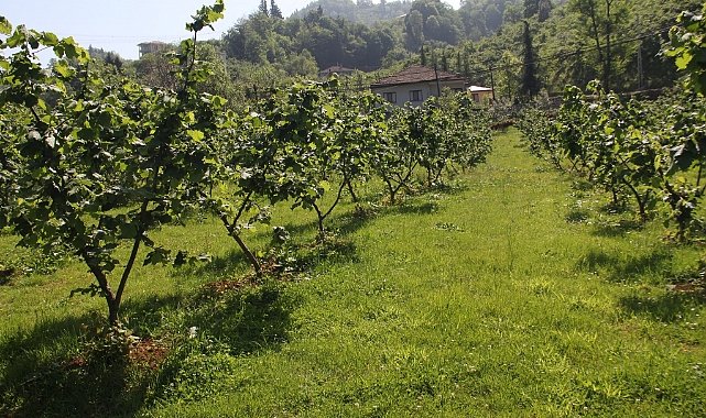 FINDIK 1 MİLYAR DOLAR KAZANDIRDI