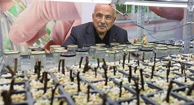 ATA TOHUMLARI ORDU'DA HAYAT BULUYOR
