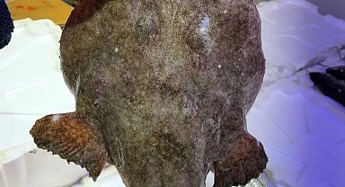 BALIKÇILARIN AĞINA TAKILDI