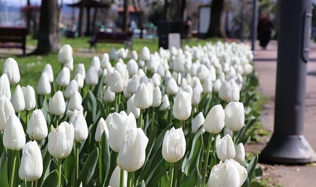 ORDU, RENGARENK ÇİÇEKLERLE SÜSLENİYOR