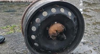 YAVRU KÖPEK BAŞINI JANTA SIKIŞTIRDI