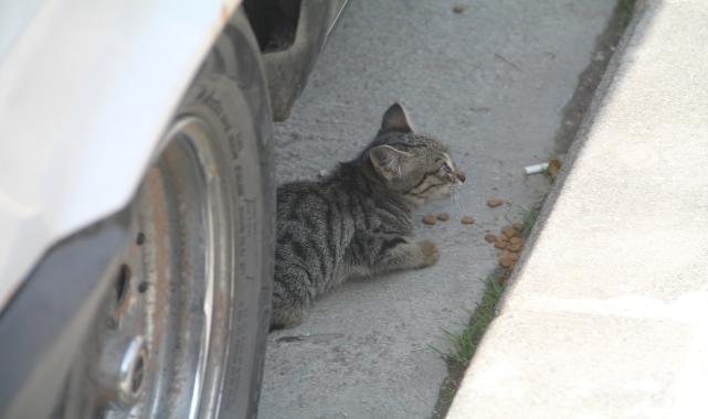 Amasya'da aracın motor bölümüne giren kedi mama verilerek çıkarıldı