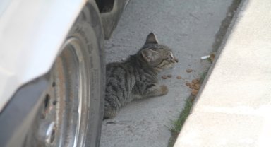 Amasya'da aracın motor bölümüne giren kedi mama verilerek çıkarıldı