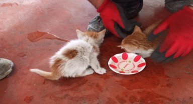 Amasya'da iki duvar arasına sıkışan kedi yavrularını itfaiye kurtarıldı
