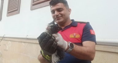 Amasya'da nehre düşen kediyi itfaiye kurtardı