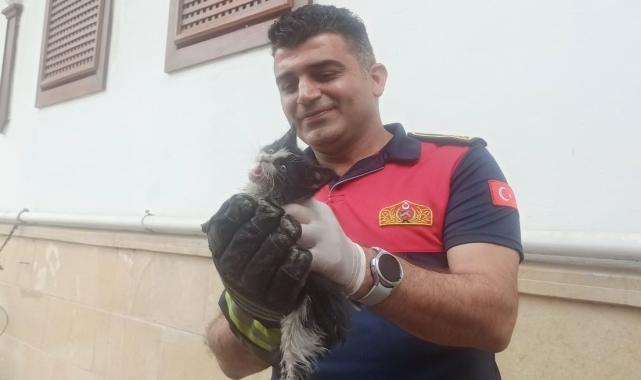 Amasya'da nehre düşen kediyi itfaiye kurtardı