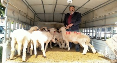 Başçiftlik ilçesindeki hayvan pazarlarında Kurban Bayramı hareketliliği