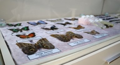 Bolu'da okul bünyesinde açılan müzeyle çocuklara doğa bilinci aşılanıyor