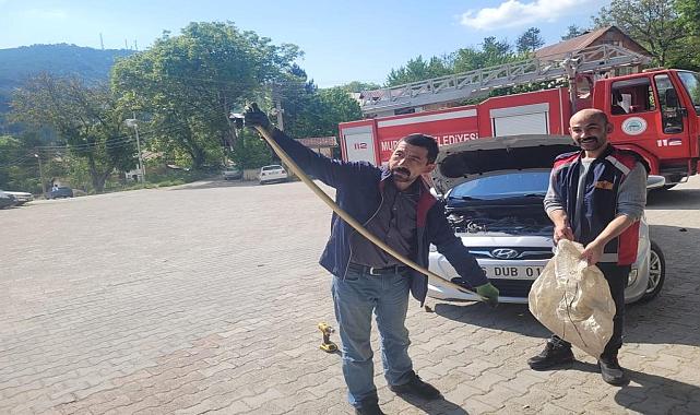 Bolu'da arabanın motorundaki yılan korkuttu