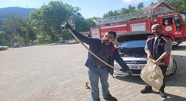 Bolu'da arabanın motorundaki yılan korkuttu