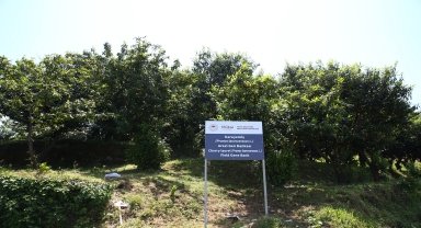 Giresun'daki gen bahçesinde koruma altına alınan karayemiş türü artırılacak