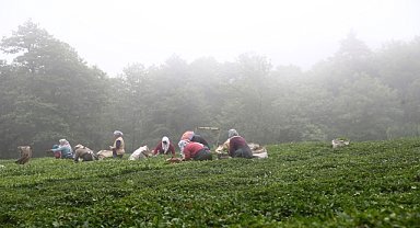 Giresun'da yeni sürgün çay hasadına başlandı