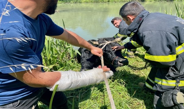 Hayvan pazarından kaçıp Melen Çayı'na düşen tosun itfaiye ekiplerince kurtarıldı