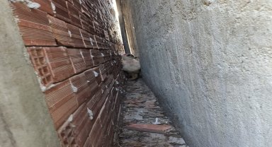 İki bina arasına sıkışan kurbanlık koyunu itfaiye kurtardı