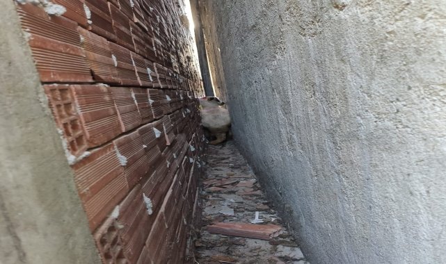 İki bina arasına sıkışan kurbanlık koyunu itfaiye kurtardı