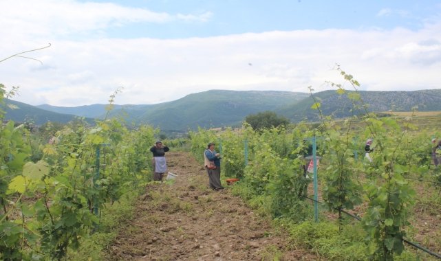 Kaymakam Demir, bağcılığı geliştirme proje alanında incelemede bulundu