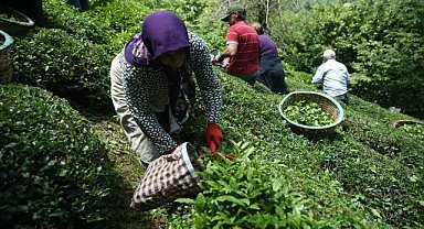 Ordulu fındık üreticileri imece usulü çay hasadına başladı