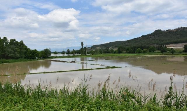 Sinop'un Boyabat ilçesinde su taşkını çeltik tarlalarına zarar verdi