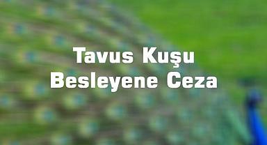 Tavus Kuşu Besleyene Ceza