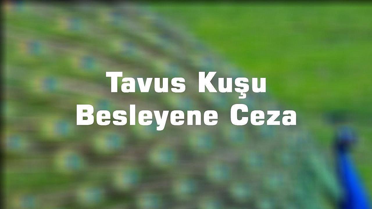 Tavus Kuşu Besleyene Ceza