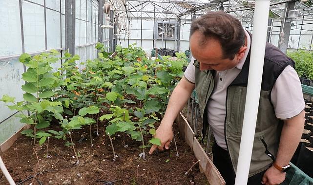 Tek gövdeli üretimle fındık bahçelerinde maliyeti düşürmeyi hedefliyorlar