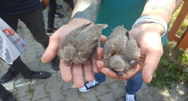 Yuvasından düşen kuş yavruları sahip çıkan öğrencilerce başka yere yerleştirildi