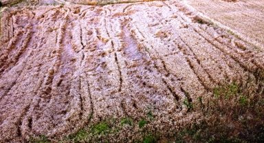 Amasya'da yaban domuzları buğday tarlalarına zarar verdi