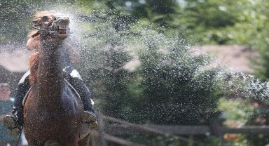 Düzce'de sıcaktan etkilenen atlar yıkanarak serinletildi
