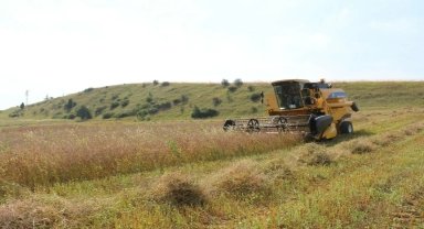 Karabük'te karabuğdayın hasadına başlandı