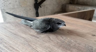 Karabük'te yaralı ebabil tedaviye alındı