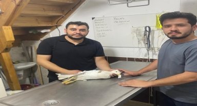 Kastamonu'da yaralı bulunan martıya 
