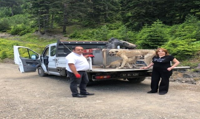 Kastamonu'da yaylada terk edilen sahipsiz köpekler korumaya alındı