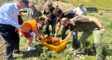Ordu'da derelere 50 bin yavru alabalık bırakıldı