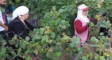 ORDU’DA FINDIK TOPLAMA TARİHLERİ AÇIKLANDI