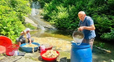 Ordu'da koyun yünü yatak ve yorgan yapmak için hazırlanıyor