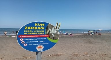 Samsun'da koruma altındaki kum zambakları çiçek açtı