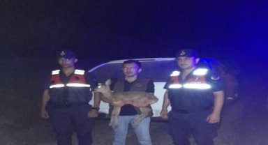 Zonguldak'ta yaralı halde bulunan ceylan tedaviye alındı